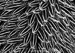 Landscape study of a shoal of feeding Catfish. Taken with... by David Henshaw 